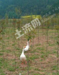 汉中土地出售，机遇与挑战同在